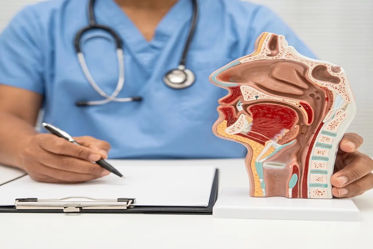 Upper airway anatomy and mouth breathing Medical professional showing an anatomical model of the human upper airway and throat structure